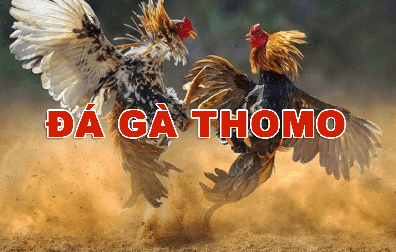 Đá gà thomo